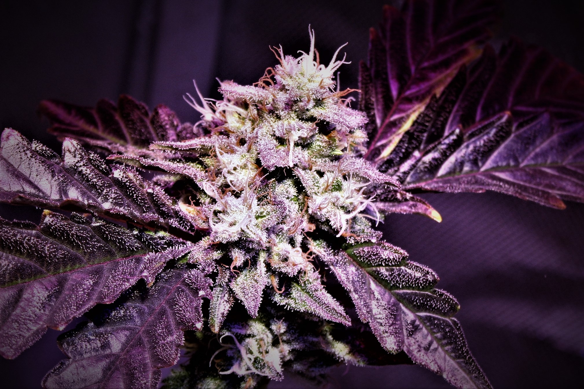 Wanda Mac F1 (Purple Banana Cake x Big Detroit Energy) 10 Feminized Seeds