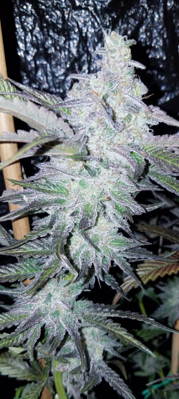 Assed Out F1 (Chemdog D x Ice Cream Cake) 6 Feminized Seeds - Image 3