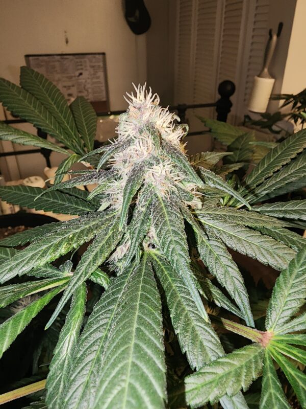 Berry Godmother F1 20 Regular Seeds - Image 3