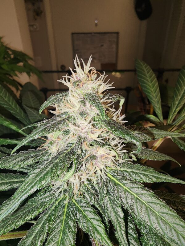 Berry Godmother F1 20 Regular Seeds - Image 2