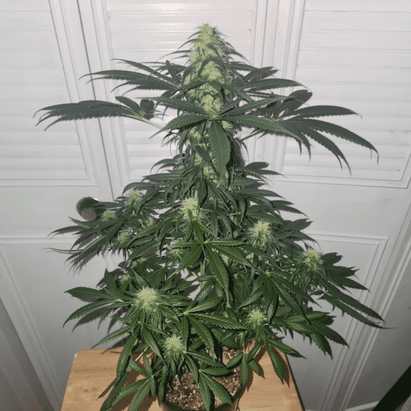 Berry Godmother F1 20 Regular Seeds - Image 4