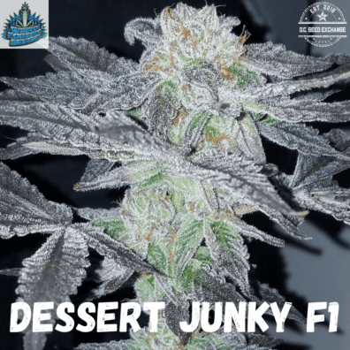 Dessert Junky F1