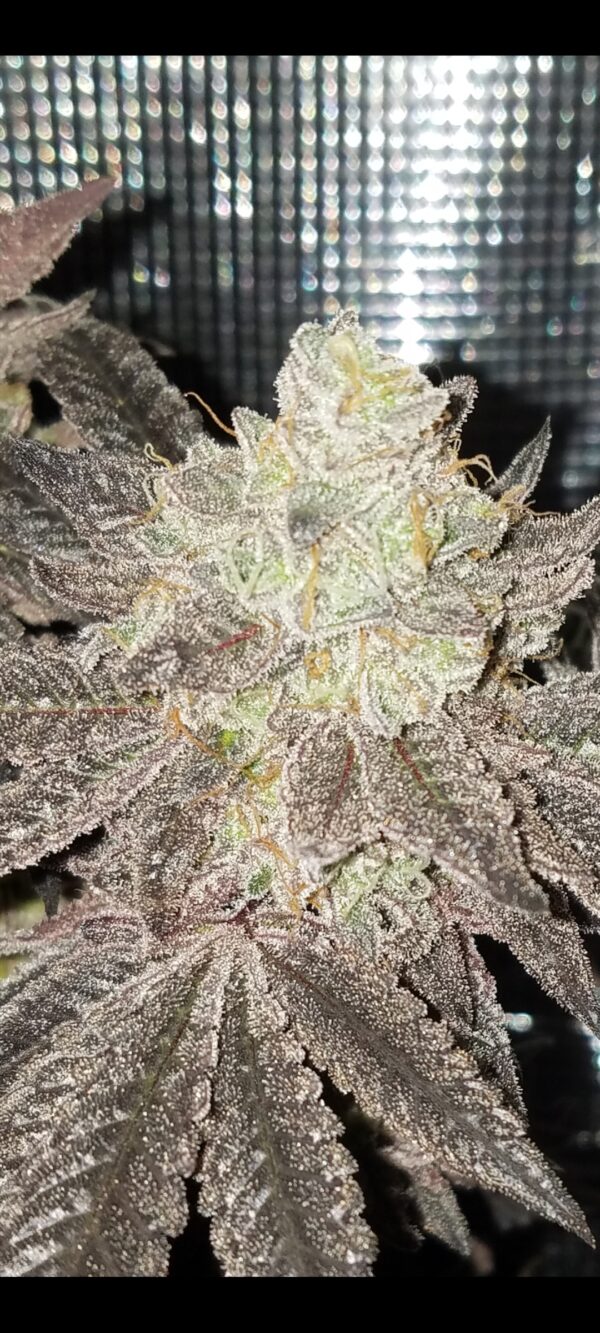 Dessert Junky F1 Frost