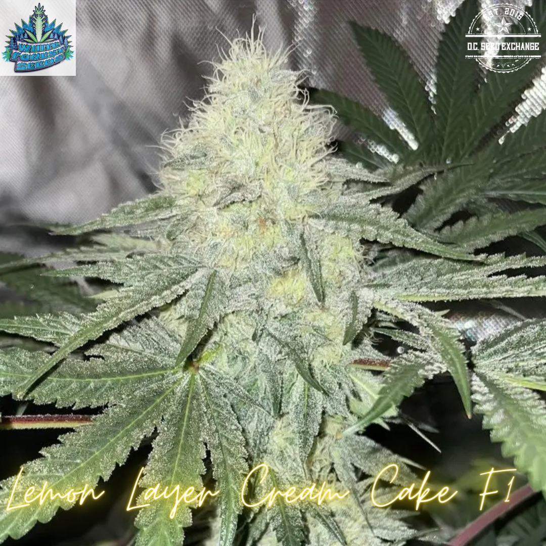 Lemon Layer Cream Cake F1 (Lemon Tree x Ice Cream Cake) 6 Feminized Seeds