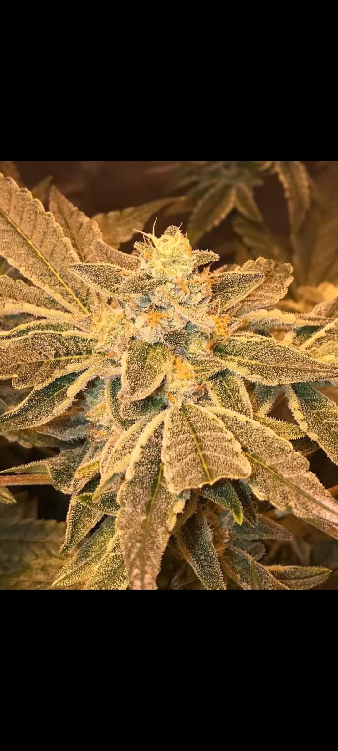Lemon Layer Cream Cake F1 (Lemon Tree x Ice Cream Cake) 6 Feminized Seeds - Image 2