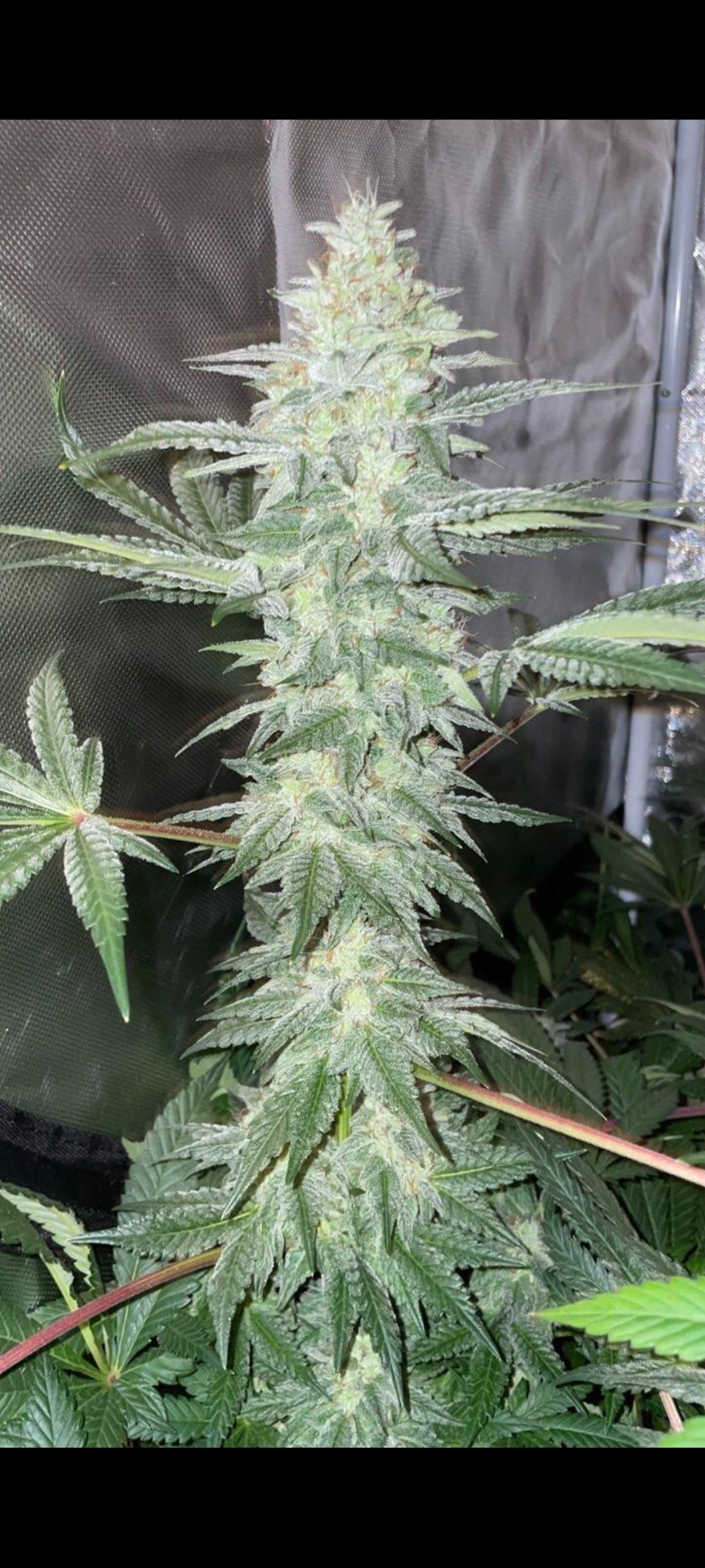 Lemon Layer Cream Cake F1 (Lemon Tree x Ice Cream Cake) 6 Feminized Seeds - Image 3