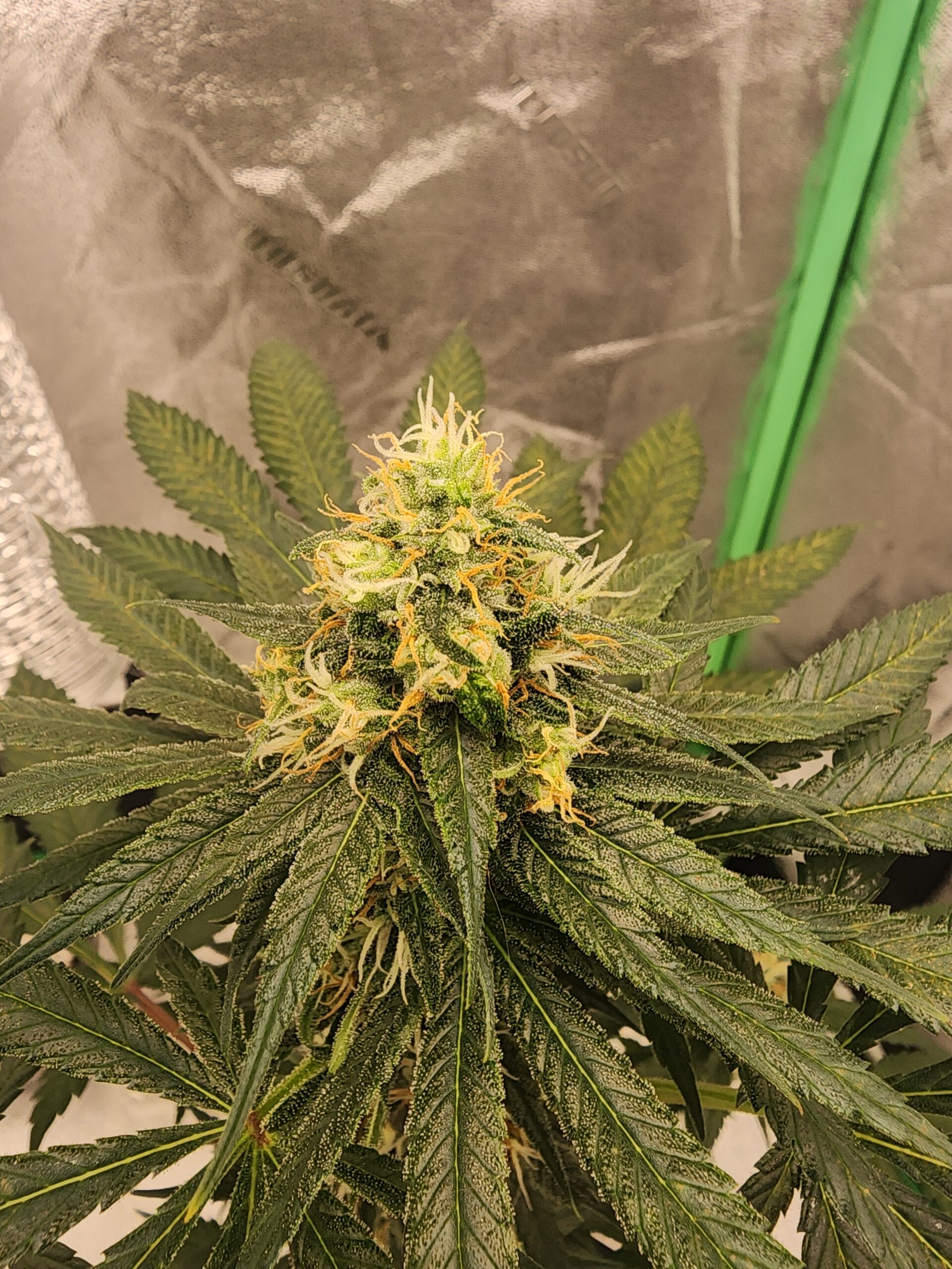 Lily of the Valley F1 15 Regular Seeds - Image 2