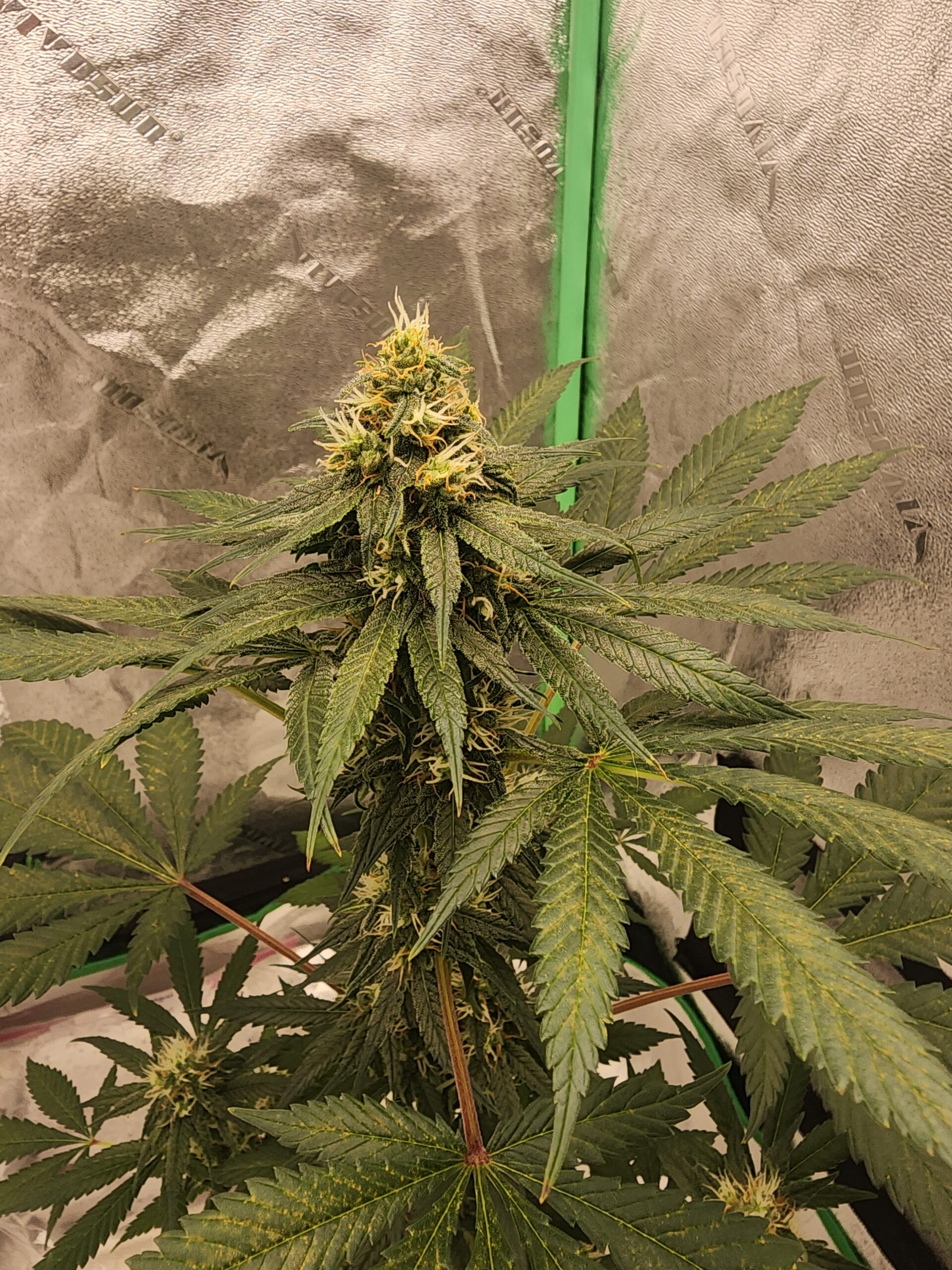 Lily of the Valley F1 15 Regular Seeds - Image 3