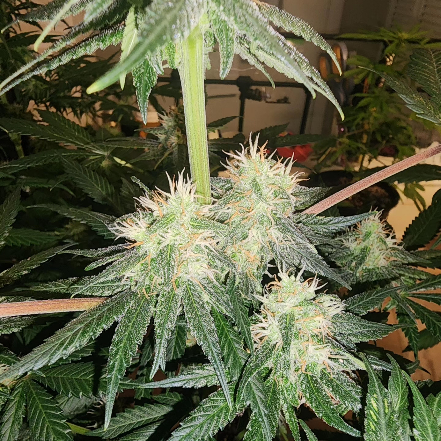 Lily of the Valley F1 15 Regular Seeds - Image 4