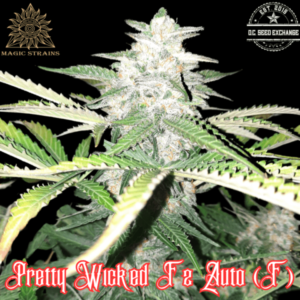 Pretty Wicked Auto F2 5 Feminized Autoflower Seeds