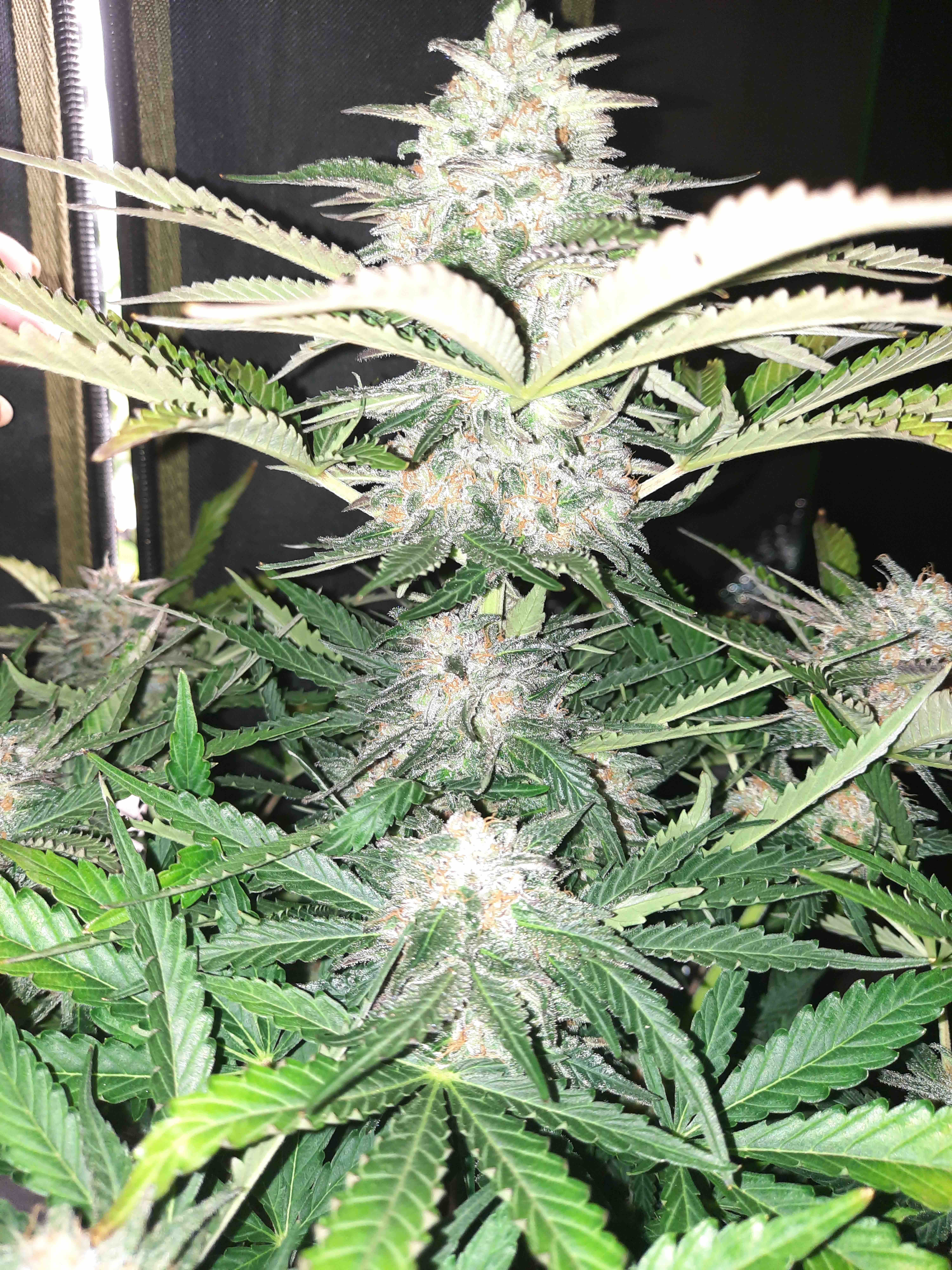 Pretty Wicked Auto F2 5 Feminized Autoflower Seeds - Image 2