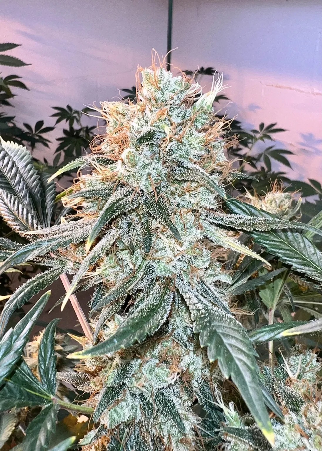 AK-47 F3 10 Regular Seeds - Image 3