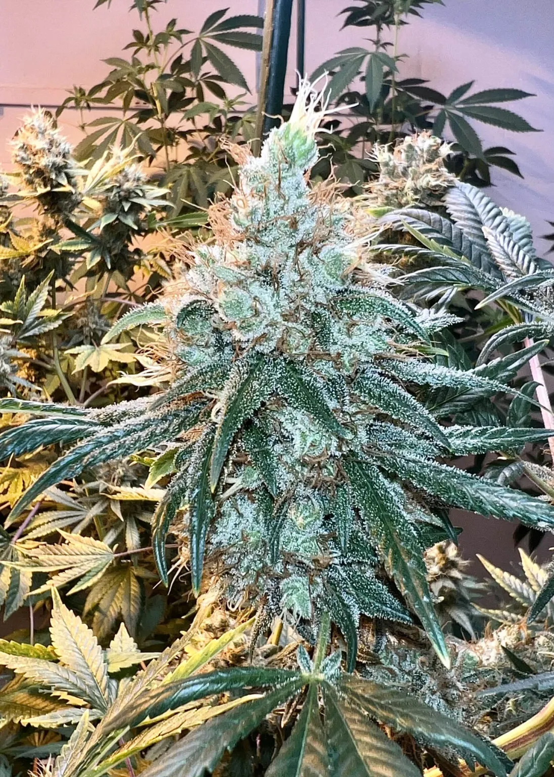 AK-47 F3 10 Regular Seeds - Image 2