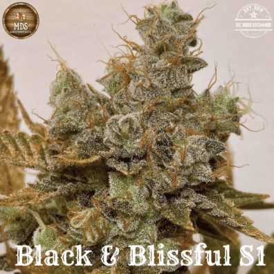 Black & Blissful S1 5 Feminized Seeds