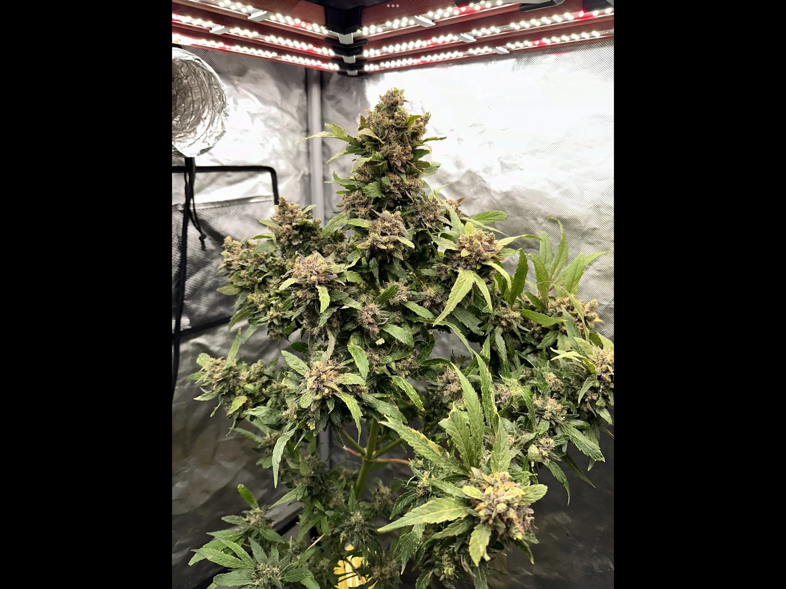 Chocolate Diesel F4 10 Regular Seeds - Image 3