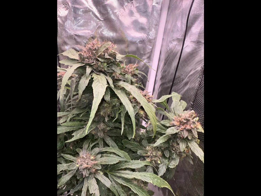 Chocolate Diesel F4 10 Regular Seeds - Image 4