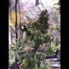 Chocolate Diesel F4 10 Regular Seeds - Image 2