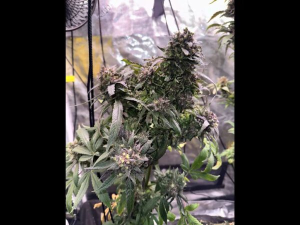 Chocolate Diesel F4 10 Regular Seeds - Image 2