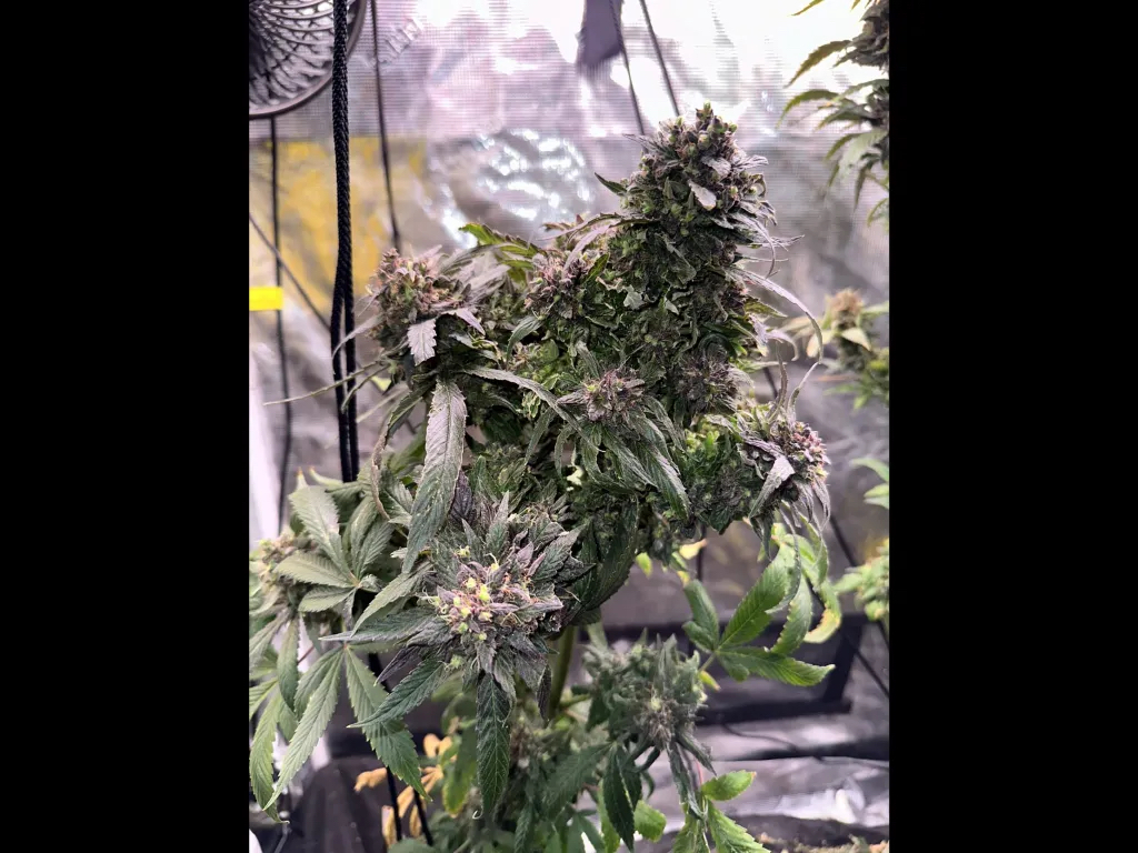 Chocolate Diesel F4 10 Regular Seeds - Image 2