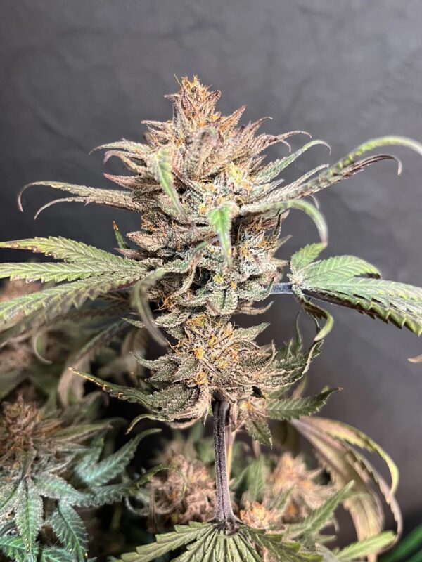 Chocolate Trip F4 10 Regular Seeds - Image 4