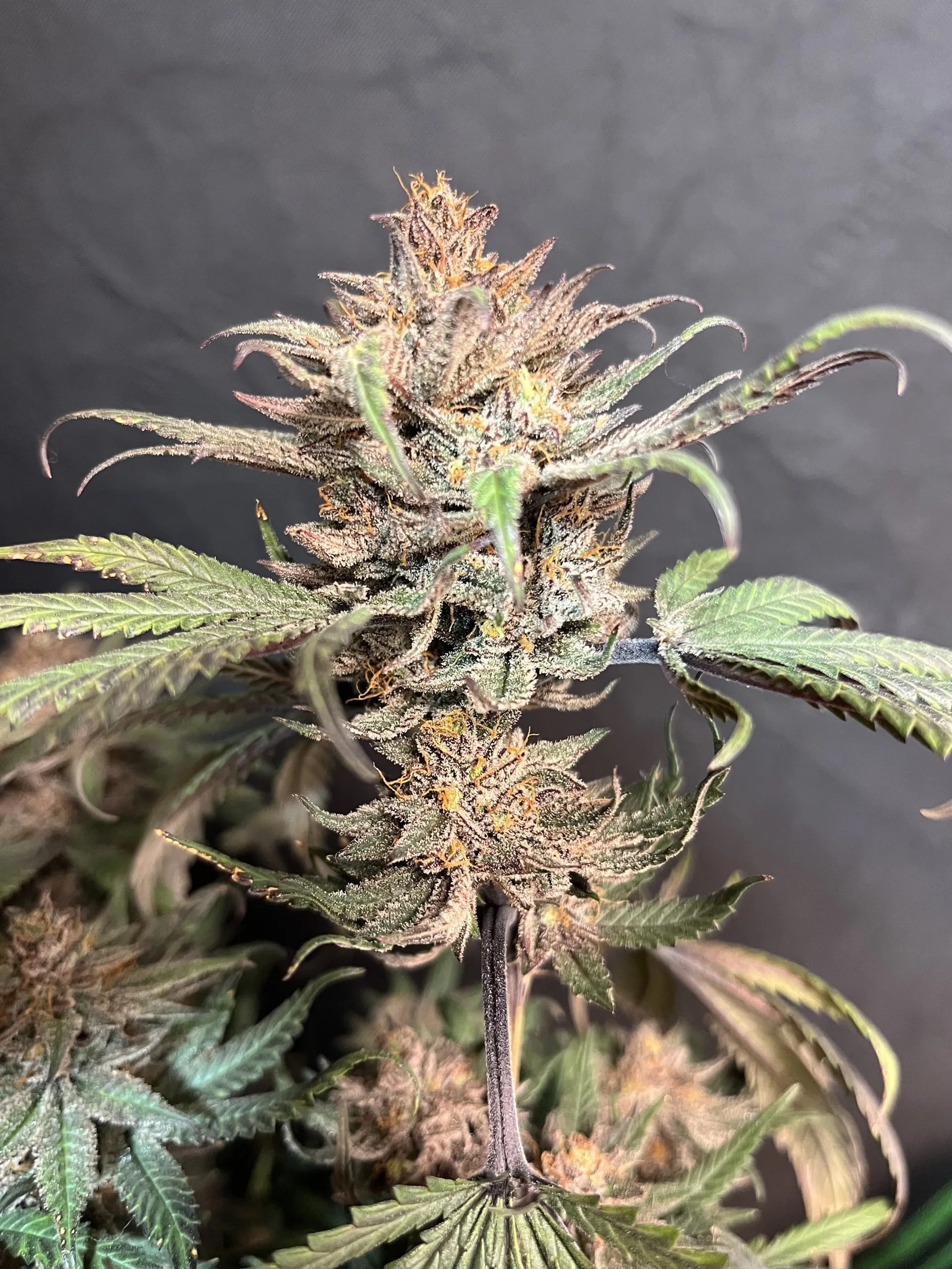 Chocolate Trip F4 10 Regular Seeds - Image 4