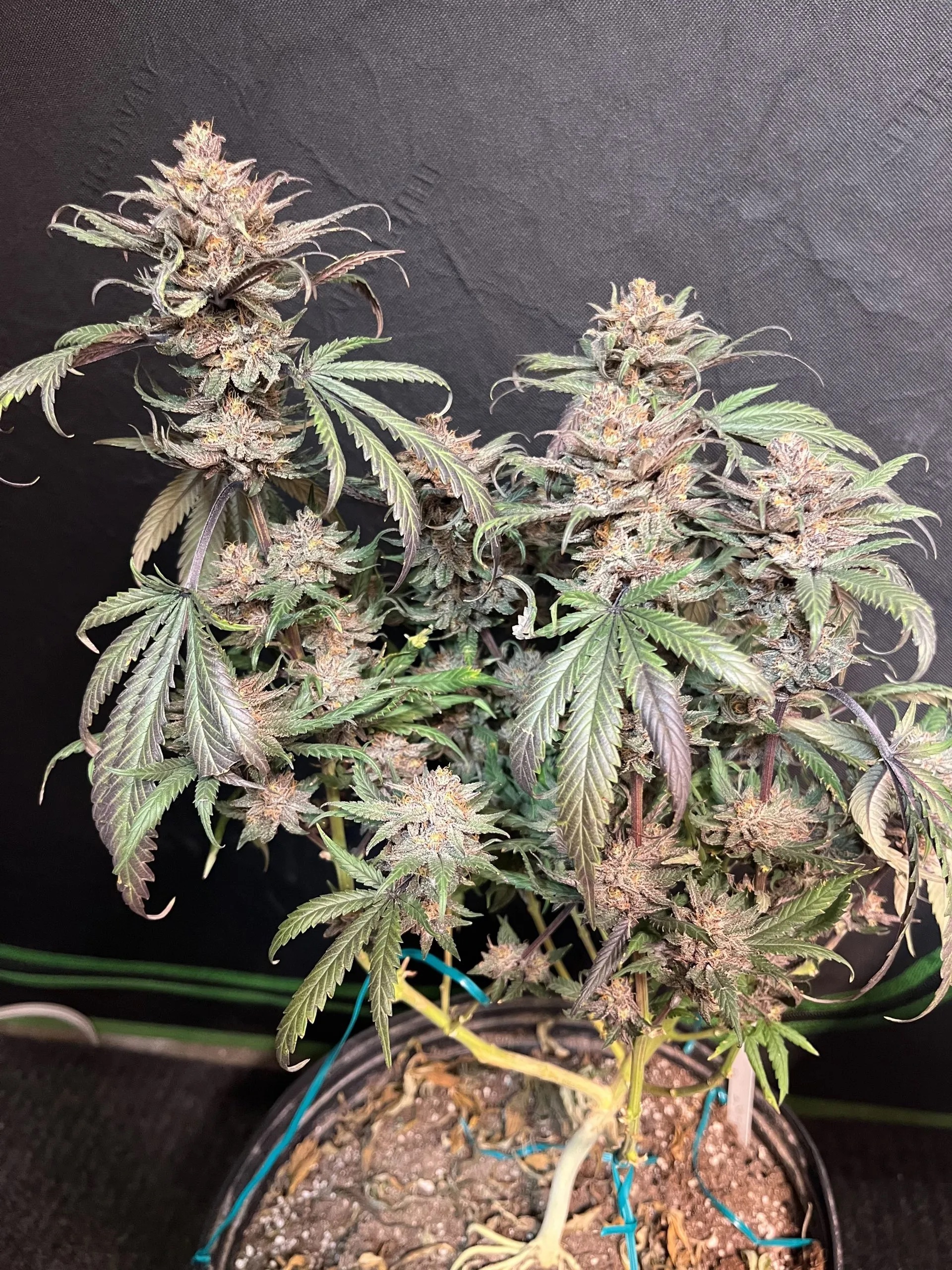 Chocolate Trip F4 10 Regular Seeds - Image 2