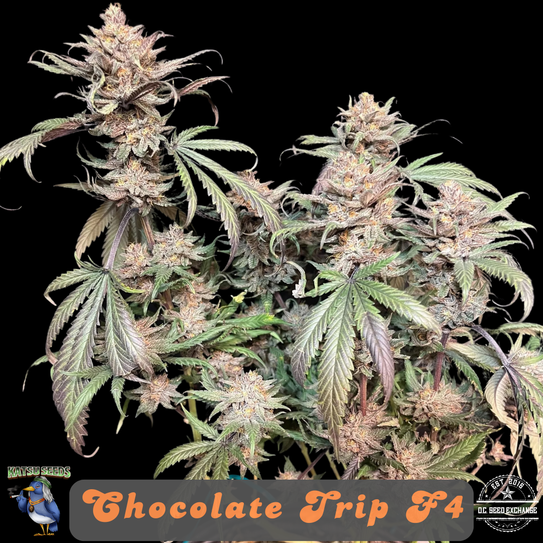 Chocolate Trip F4 10 Regular Seeds