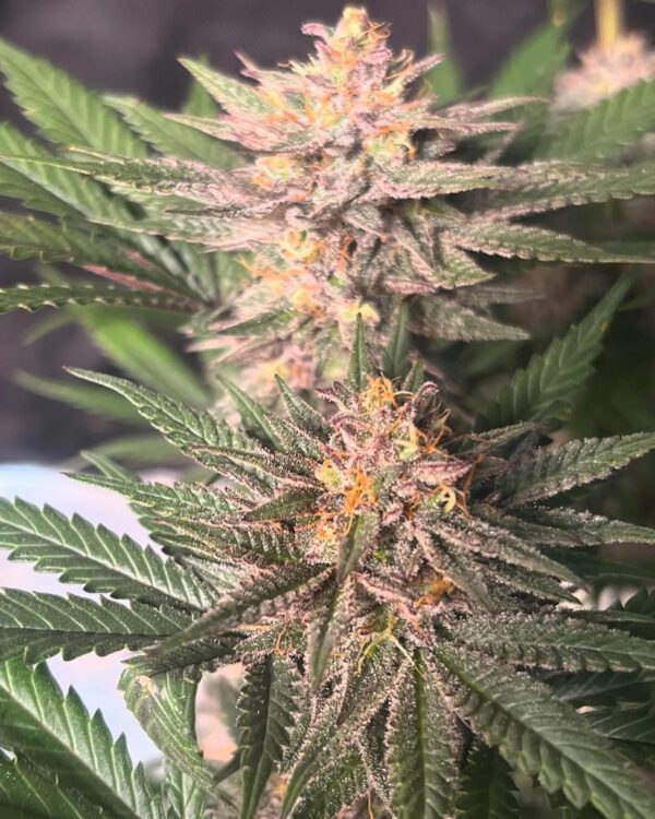Chocolate Trip F4 10 Regular Seeds - Image 3