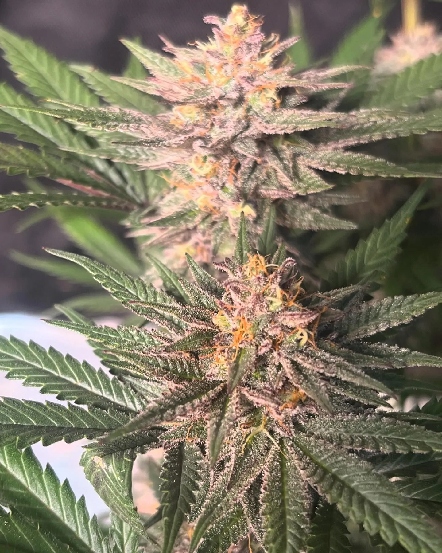 Chocolate Trip F4 10 Regular Seeds - Image 3