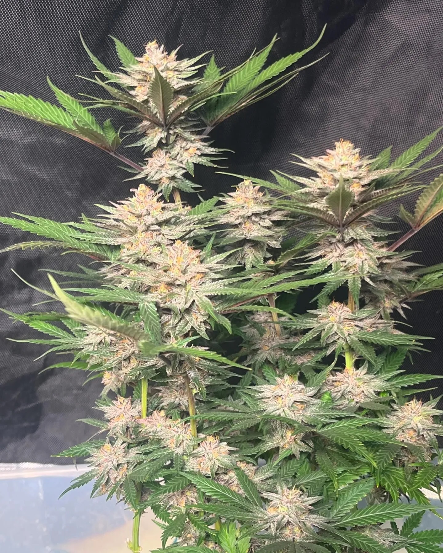 Chocolate Trip F4 10 Regular Seeds - Image 5