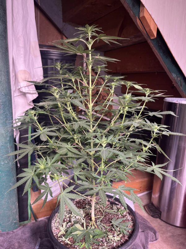 Chocolate Trip F4 10 Regular Seeds - Image 6