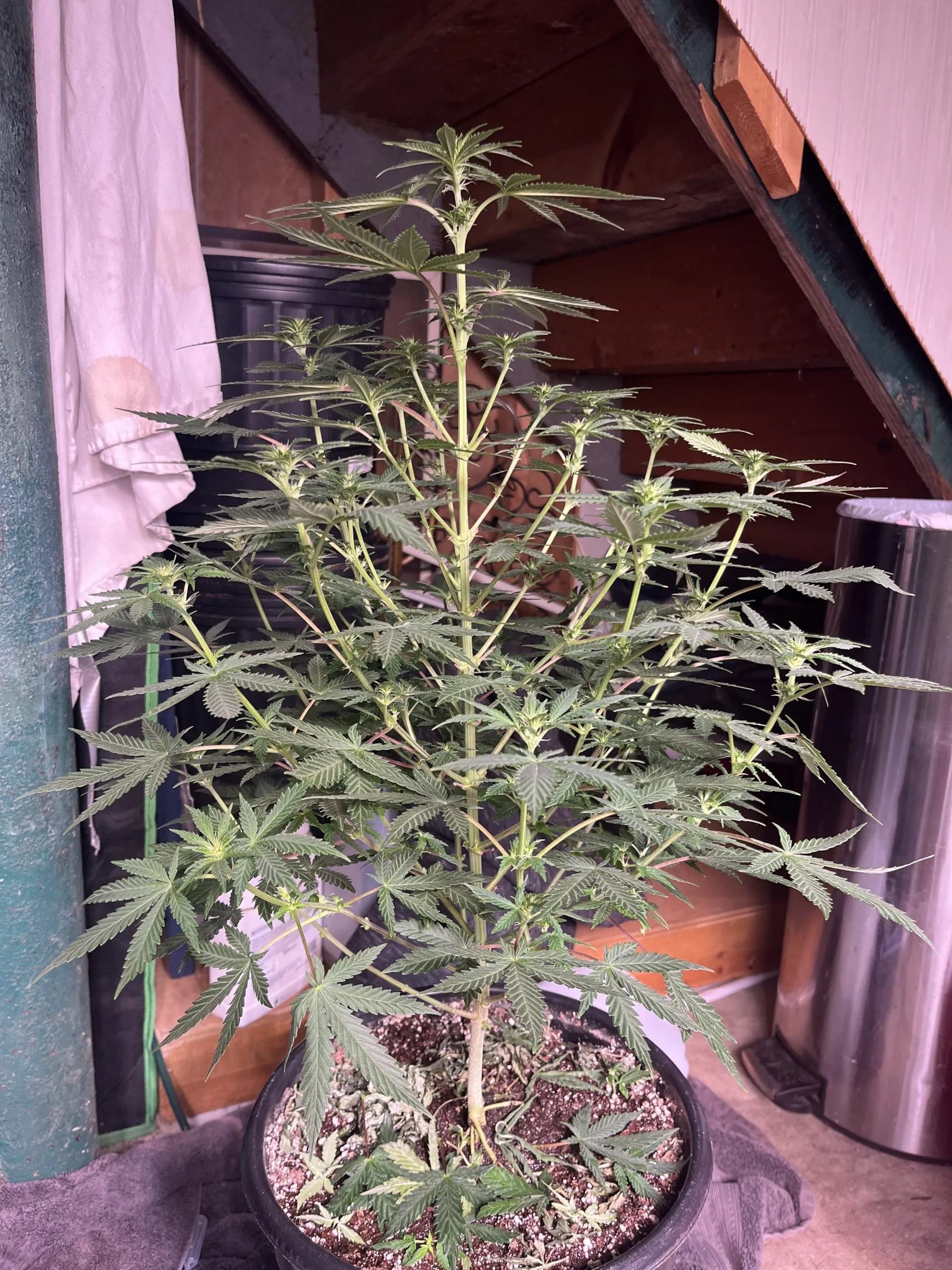 Chocolate Trip F4 10 Regular Seeds - Image 6
