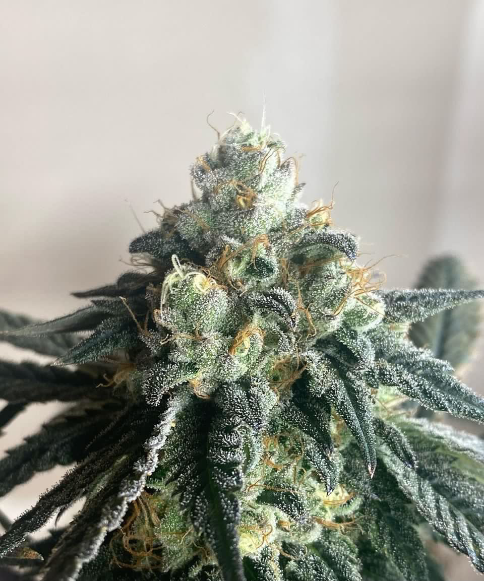 Gushers/Zuchi x Black & Blissful F1 5 Feminized Seeds - Image 2