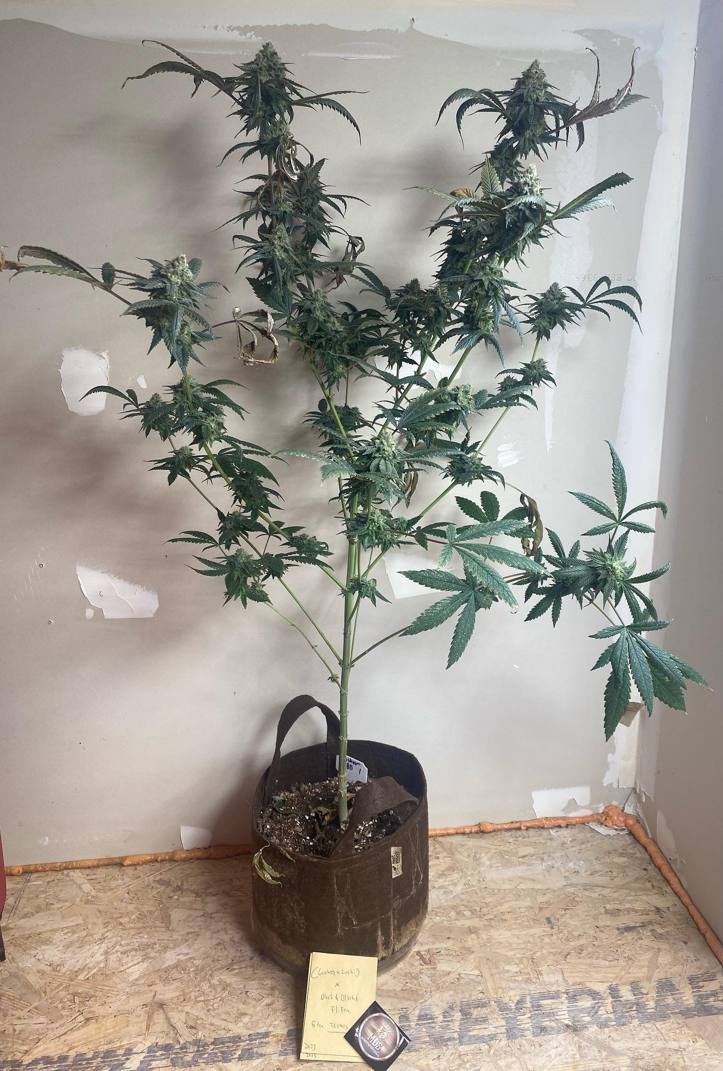 Gushers/Zuchi x Black & Blissful F1 5 Feminized Seeds - Image 5