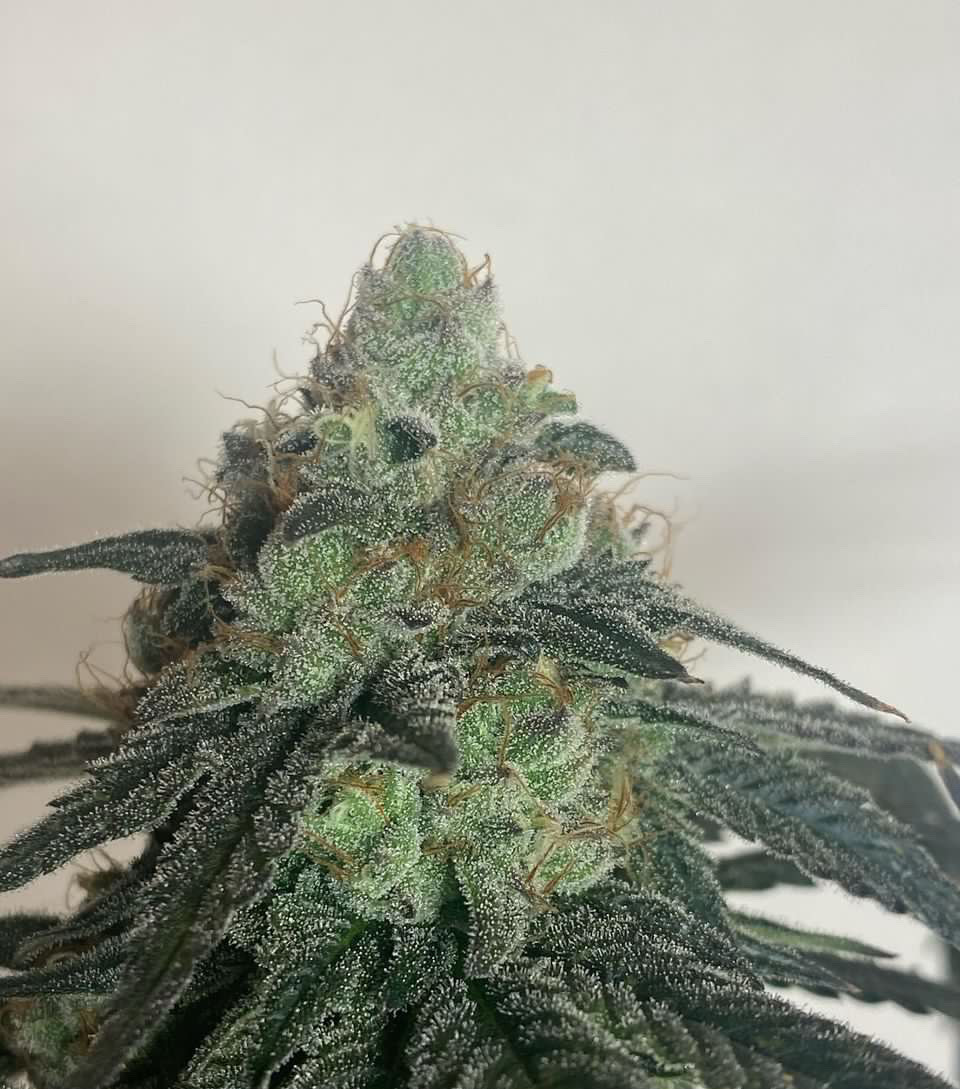 Gushers/Zuchi x Black & Blissful F1 5 Feminized Seeds - Image 4