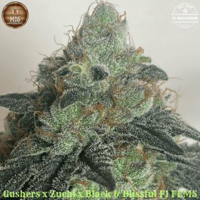 Gushers/Zuchi x Black & Blissful F1 5 Feminized Seeds