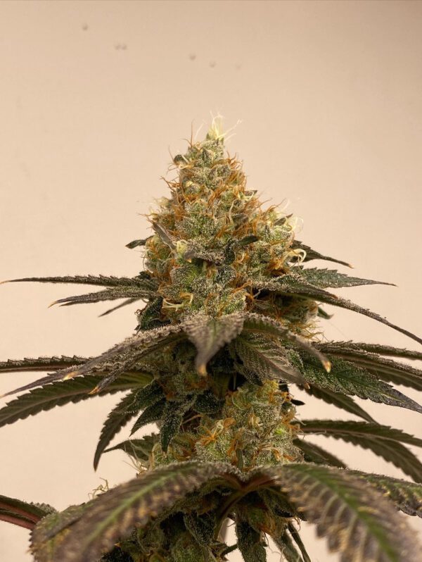Herer Hashplant/Sour Boggle x Black & Blissful F1 5 Feminized Seeds - Image 2