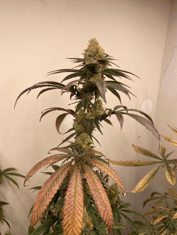 Herer Hashplant/Sour Boggle x Black & Blissful F1 5 Feminized Seeds - Image 3