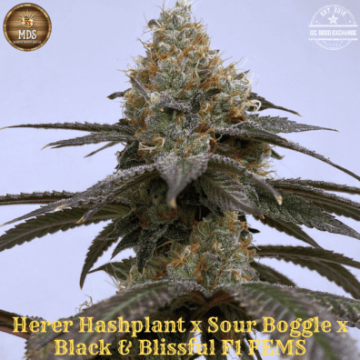 Herer Hashplant/Sour Boggle x Black & Blissful F1 10 Feminized Seeds