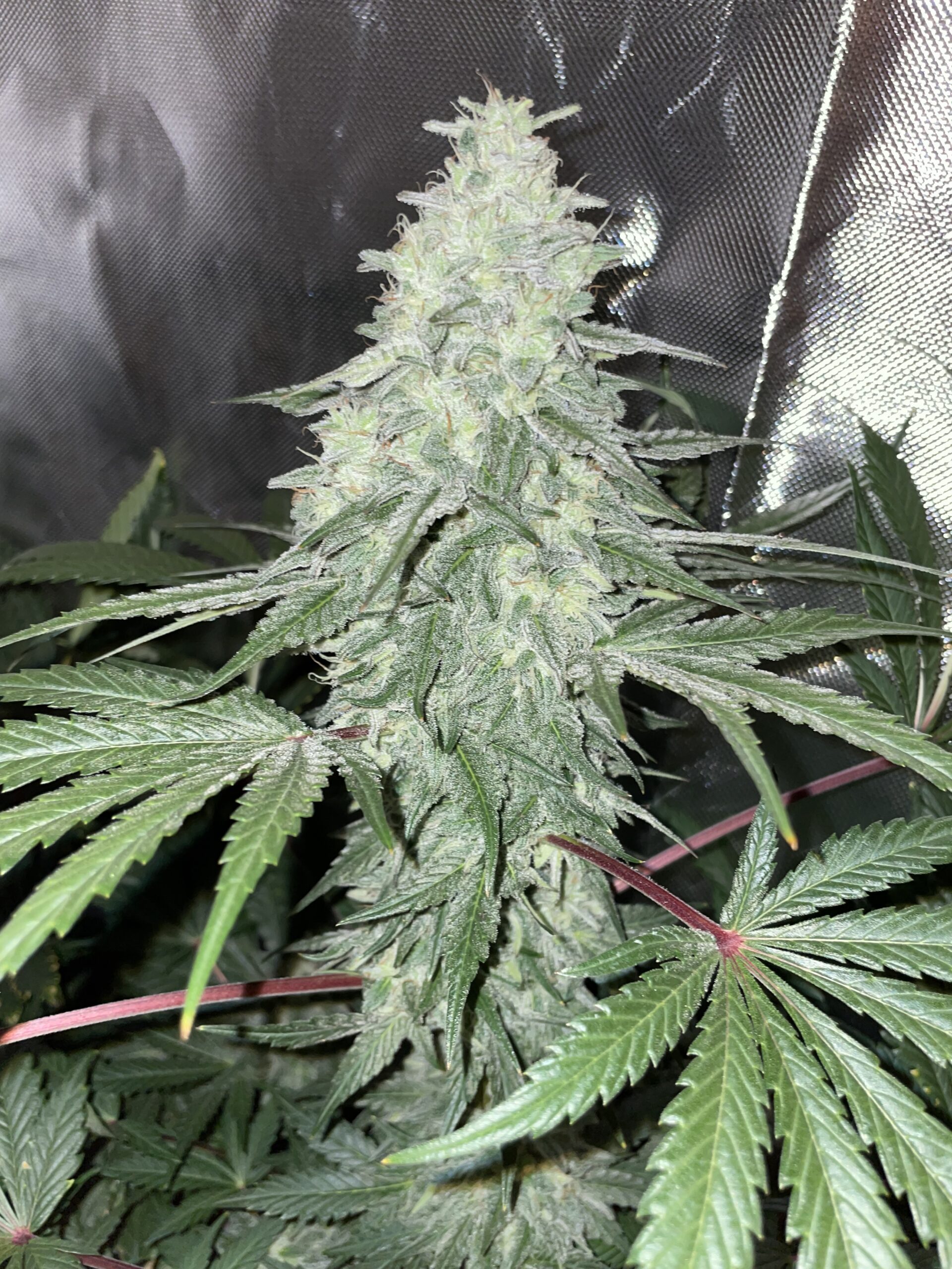 Lemon Layer Cake x Black & Blissful F1 10 Feminized Seeds - Image 3