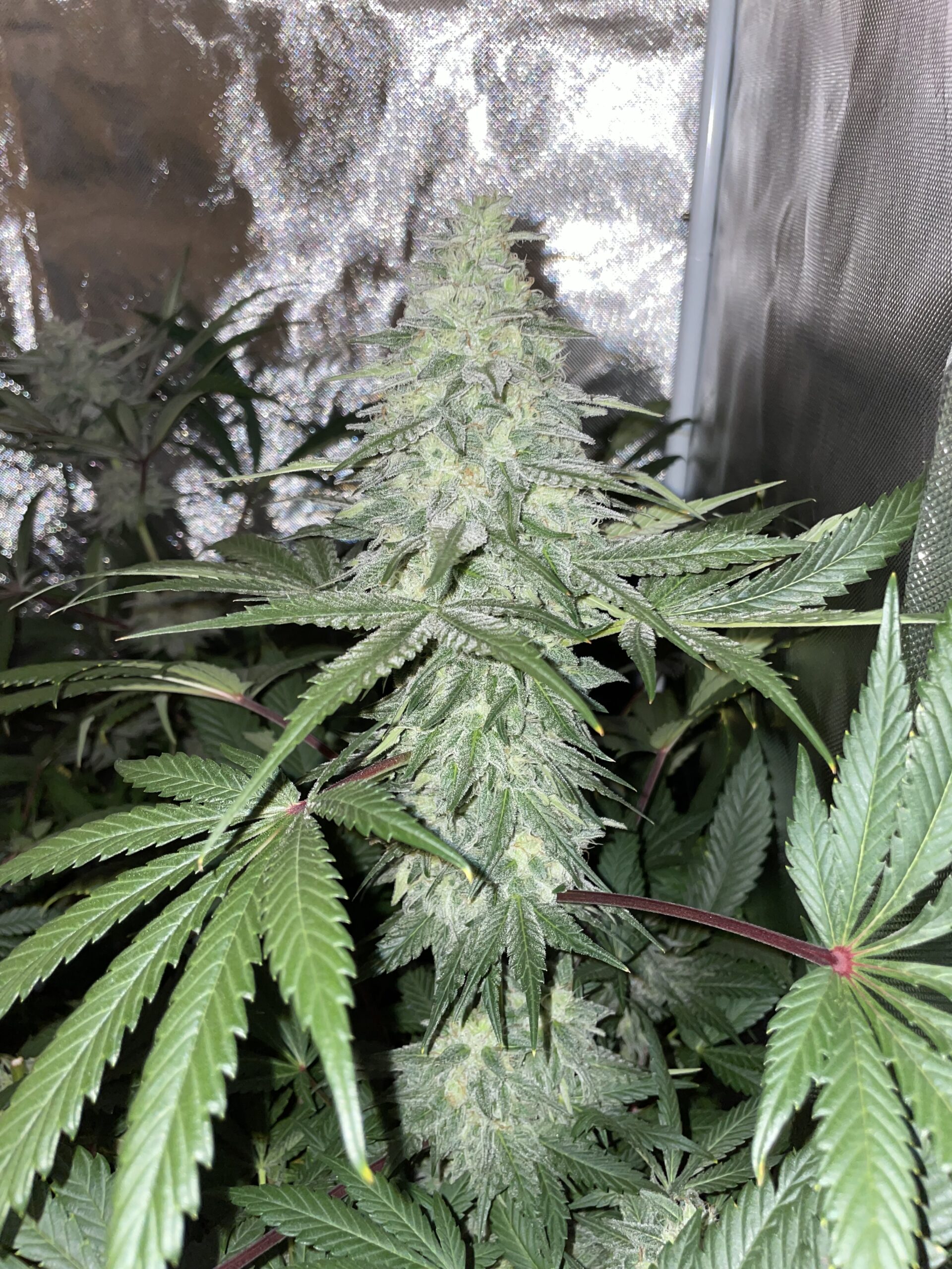 Lemon Layer Cake x Black & Blissful F1 10 Feminized Seeds - Image 2