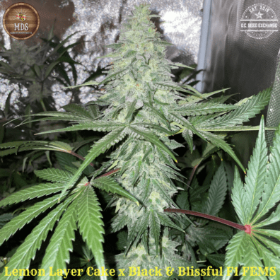 Lemon Layer Cake x Black & Blissful F1 5 Feminized Seeds