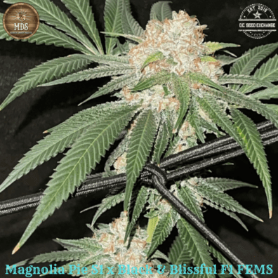 Magnolia Pie S1 x Black & Blissful F1 Feminized F1 5 Feminized Seeds