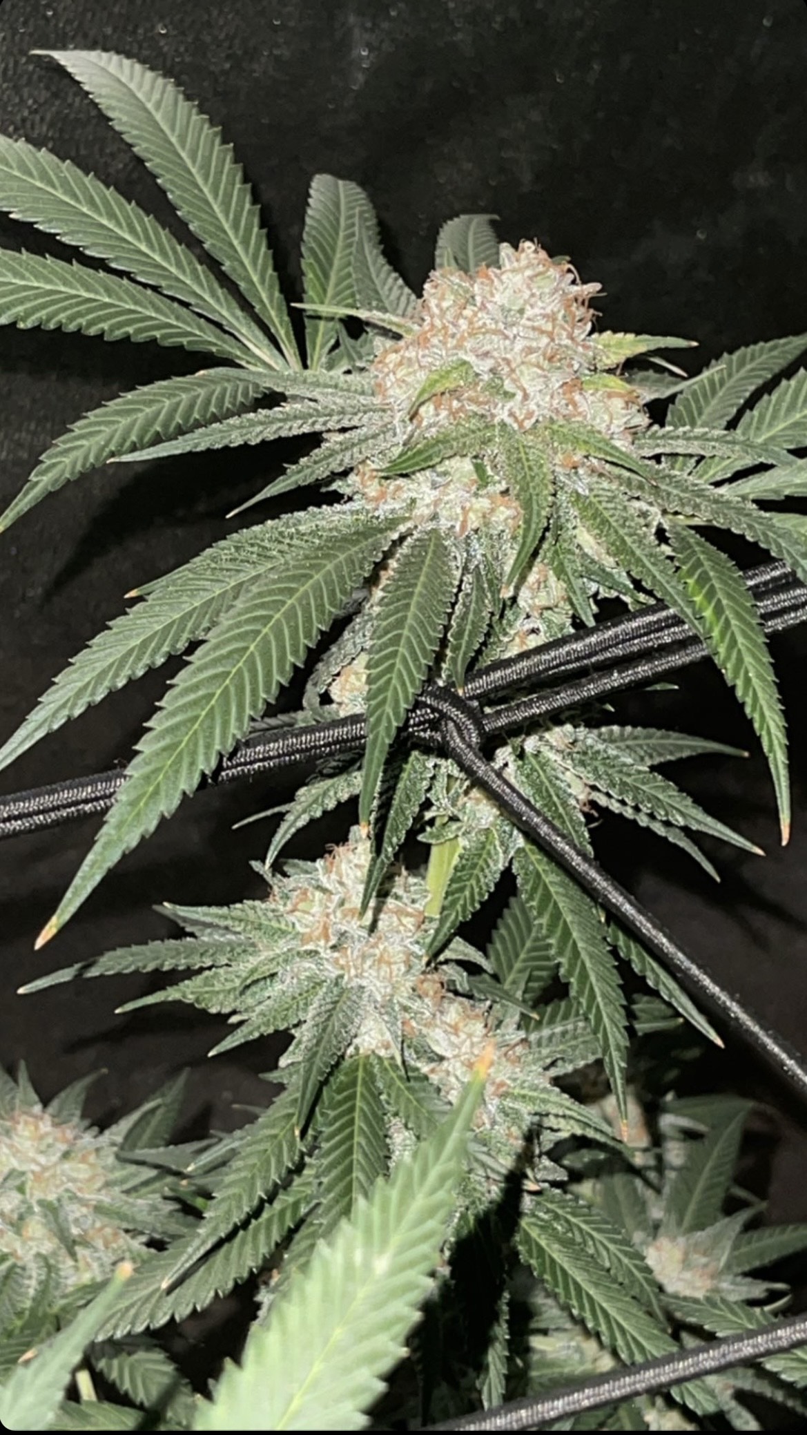 Magnolia Pie S1 x Black & Blissful F1 Feminized F1 5 Feminized Seeds - Image 2