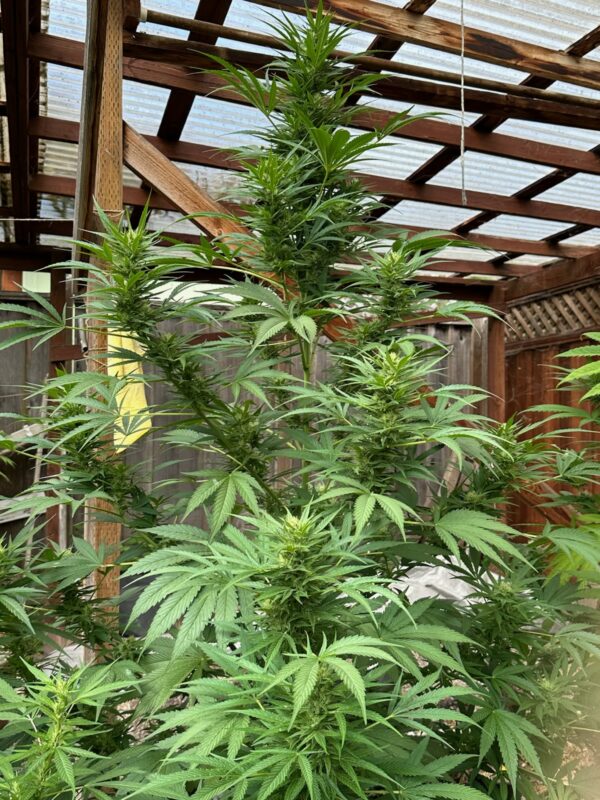 Malawi Burmese F1 10 Regular Seeds - Image 2
