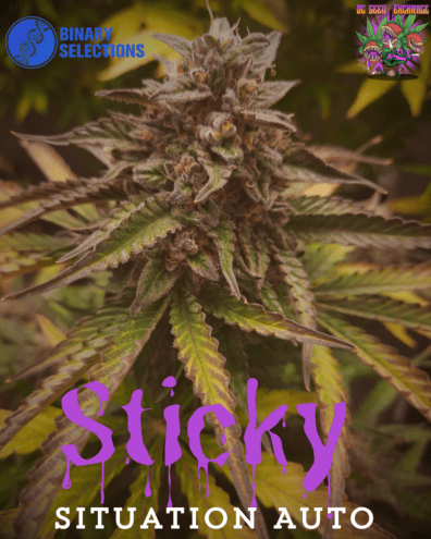 Sticky Situation F1 Auto (Wicked Witch x Nurple) 5 Feminized Autoflower Seeds