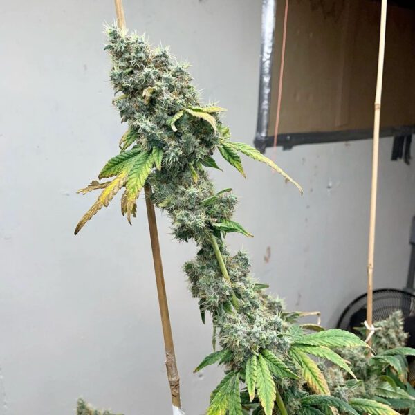 Trinity Skunk S1 6 Feminized Seeds - Image 3