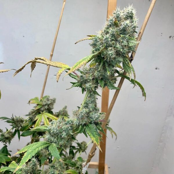 Trinity Skunk S1 6 Feminized Seeds - Image 4