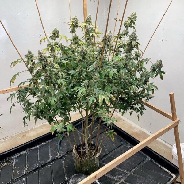 Trinity Skunk S1 6 Feminized Seeds - Image 2