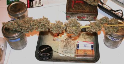 Campbell County Cheese F1 (Cheeselicious x 710 Stilton Cheese) 10 Feminized Seeds